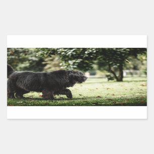 Sticker Rectangulaire terre-neuve noir en mouvement