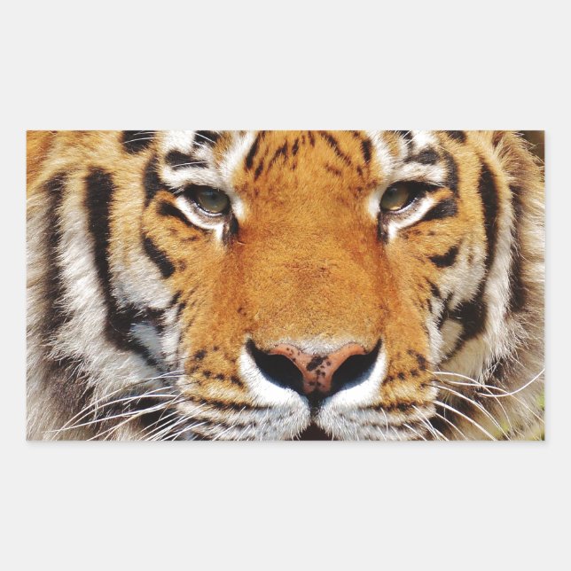 Sticker Rectangulaire Tigre (Devant)