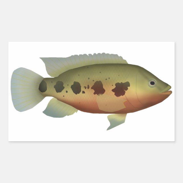 Sticker Rectangulaire Tilapia tacheté (Devant)