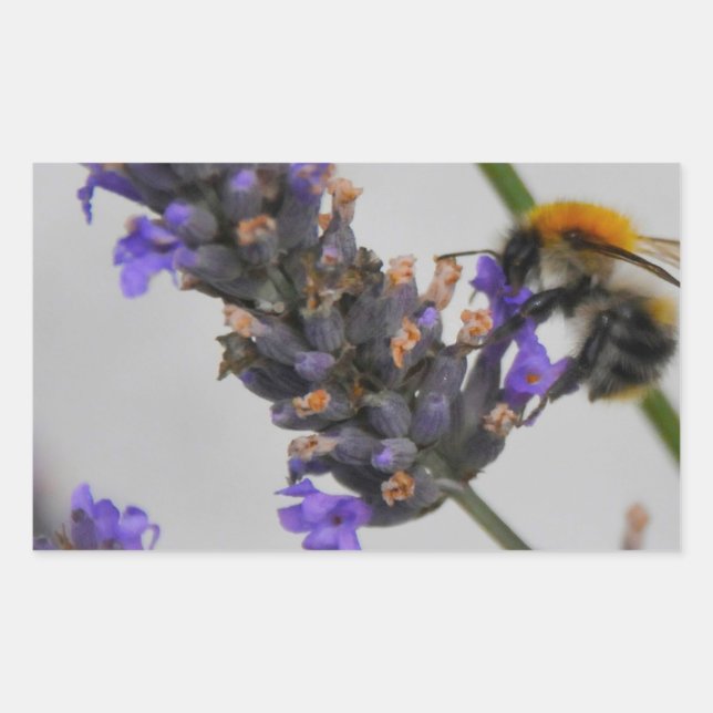 Sticker Rectangulaire Travailleurs Merveilleux de la Nature (Devant)