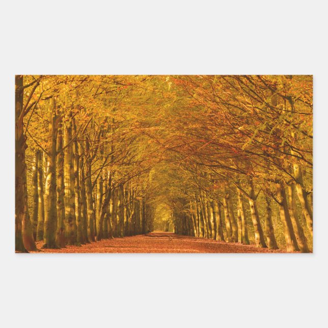 Sticker Rectangulaire Traversée de la forêt dans l'autocollant rectangul (Devant)