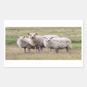 Sticker Rectangulaire Trio des moutons d'Islande