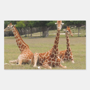 Sticker Rectangulaire Trois girafe à Fossil Rim