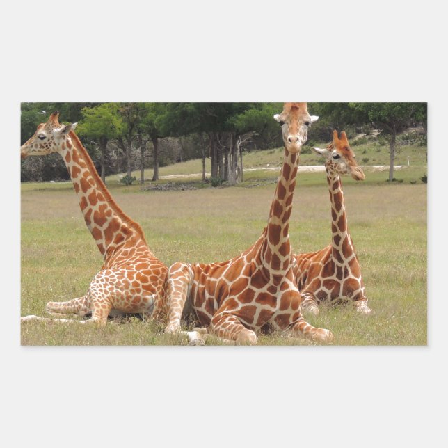 Sticker Rectangulaire Trois girafe à Fossil Rim (Devant)