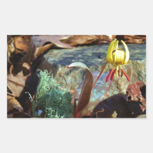 Sticker Rectangulaire Truite jaune et prune Lily et Coquille d'escargot