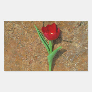 Sticker Rectangulaire Tulipe rouge et jaune