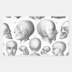 Sticker Rectangulaire Types de crâne