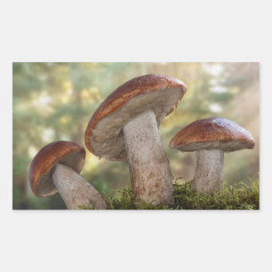 Sticker Rectangulaire USA, Washington, Seabeck. Leccinum Insigne