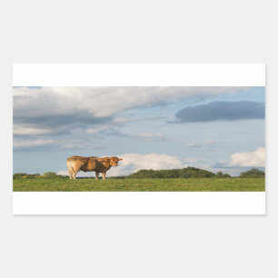 Sticker Rectangulaire Vache Blonde d'Aquitaine en Dordogne, France