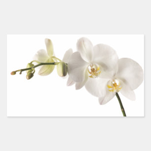 Sticker Rectangulaire Vaporisateur floral blanc Dendrobium Orchidée