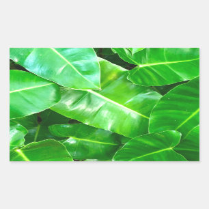 Sticker Rectangulaire Volage vert tropical