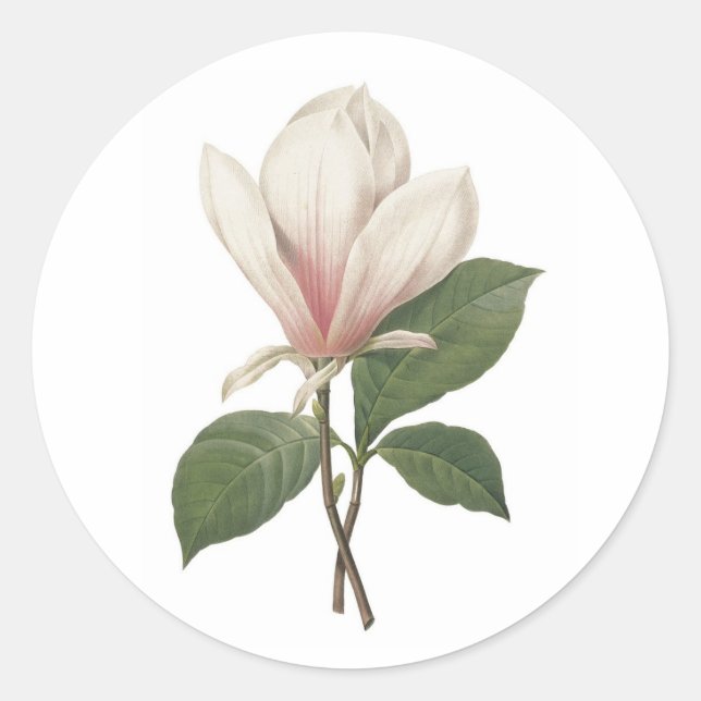 Sticker Redoute Magnolia (Devant)