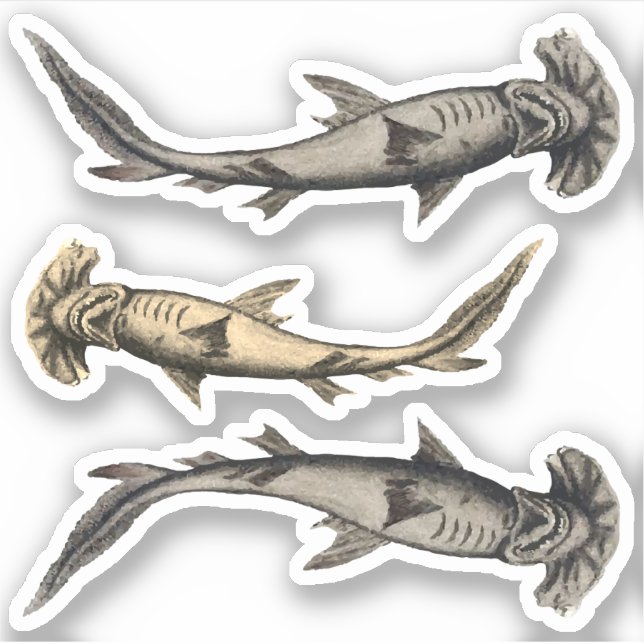 Sticker Requins à tête de marteau (Devant)