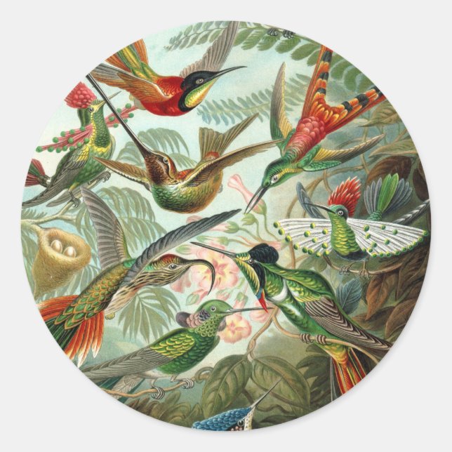 Sticker Rond 12 oiseaux charmeurs américains races peintes dess (Devant)