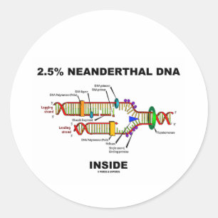 Sticker Rond 2,5 % d'ADN néandertal à l'intérieur (réplicat