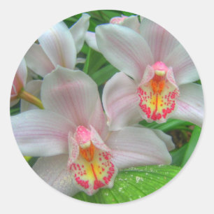Sticker Rond 2 Belles Orchidées