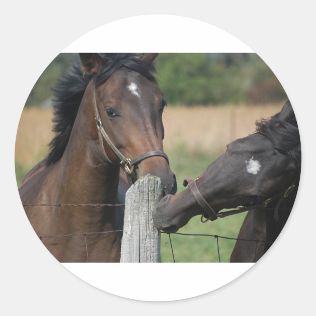 Sticker Rond 2 Chevaux mâcher une clôture (Devant)
