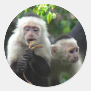 Sticker Rond 2 singes capucins à visage blanc