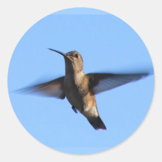 Sticker Rond 3aJ Hummingbird vole dans un ciel bleu