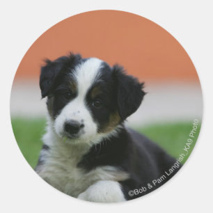 Sticker Rond 6 semaine vieux border collie