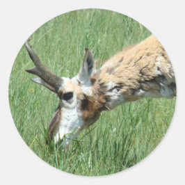 Sticker Rond A11 Pâturage d'antilope Pronghorn