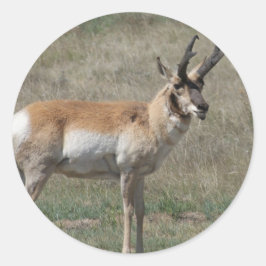 Sticker Rond A15 Pronghorn Antelope Rude Buck