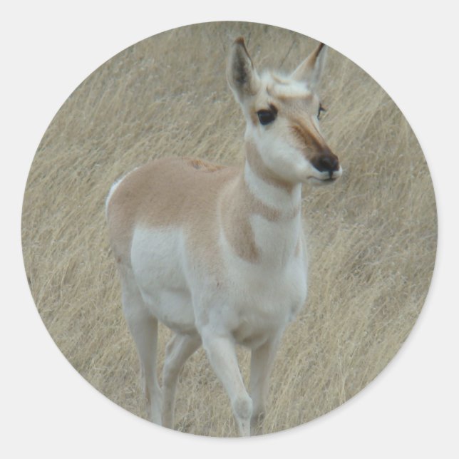 Sticker Rond A17 Pronghorn Antelope Youngster (Devant)