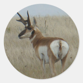 Sticker Rond A22 Pronghorn Antelope Buck