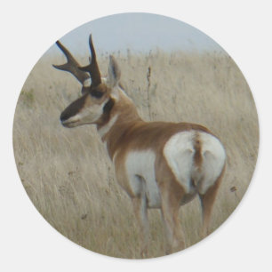 Sticker Rond A22 Pronghorn Antelope Buck