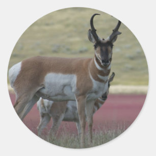 Sticker Rond A24 Pronghorn Antelope