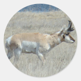 Sticker Rond A25 Pronghorn Antelope Young Buck