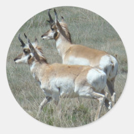Sticker Rond A27 Pronghorn Antelope Young Bucks