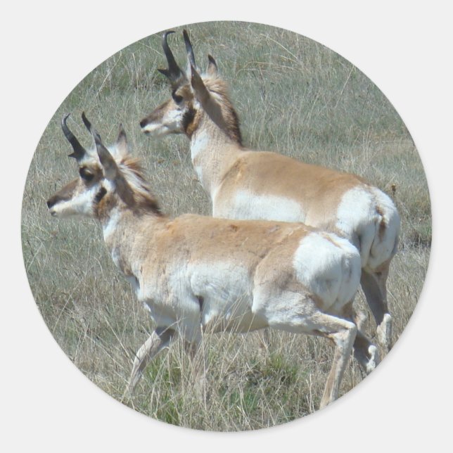 Sticker Rond A27 Pronghorn Antelope Young Bucks (Devant)