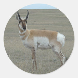 Sticker Rond A28 Pronghorn Antelope Young Buck