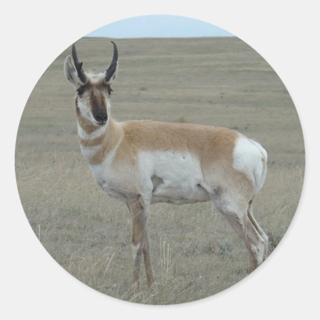 Sticker Rond A28 Pronghorn Antelope Young Buck (Devant)