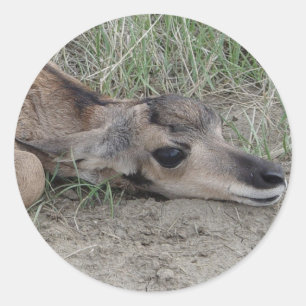 Sticker Rond A6 Bébé Antilope Pronghorn