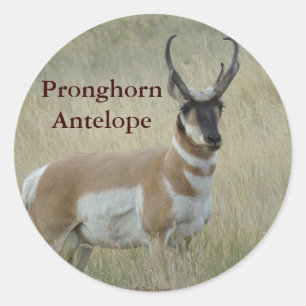 Sticker Rond A8 Pronghorn Antelope Big Buck