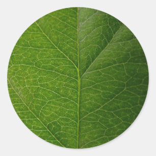 Sticker rond à feuilles vertes - La beauté de la n