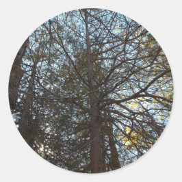 Sticker Rond À travers les branches