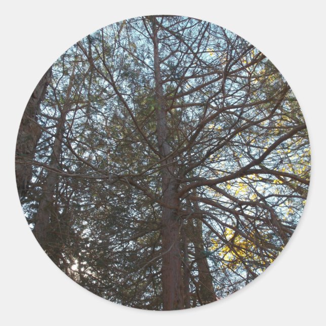 Sticker Rond À travers les branches (Devant)