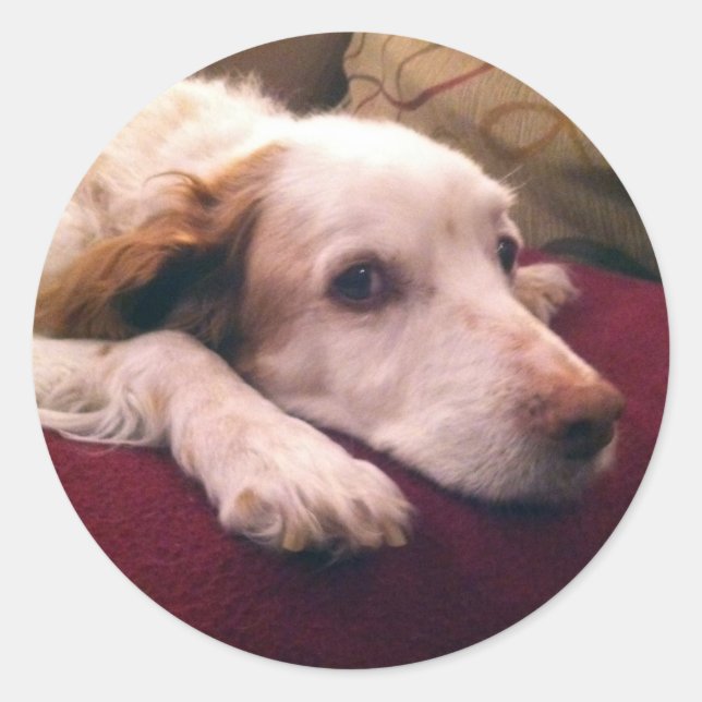 Sticker Rond Abby Brittany Spaniel (Devant)