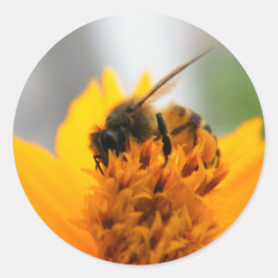 Sticker Rond Abeille avec moi