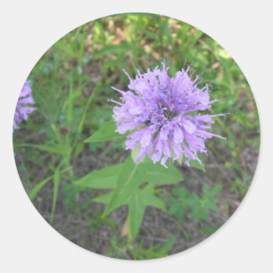 Sticker Rond Abeille-baume