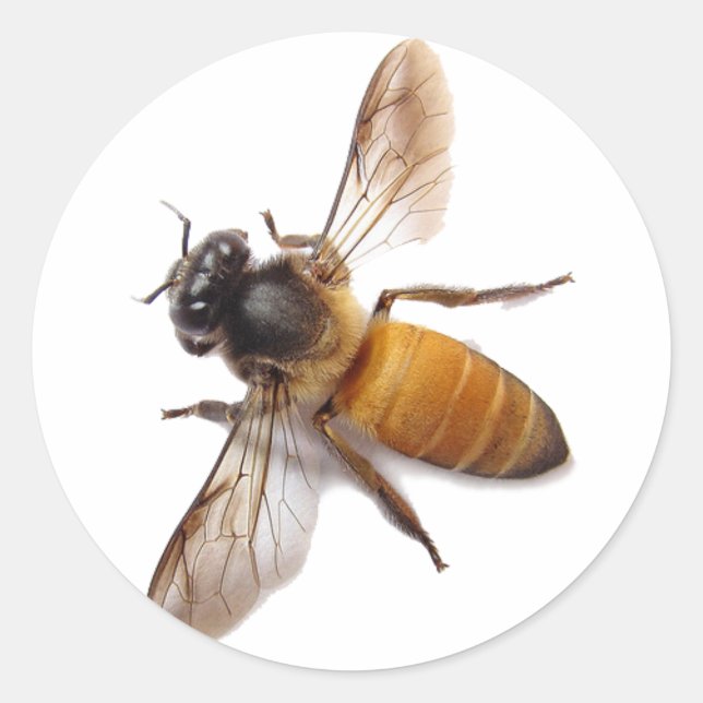 Sticker Rond Abeille de miel, abeille, abeille, insecte (Devant)