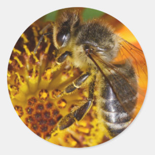 Sticker Rond Abeille de miel de l'Ouest
