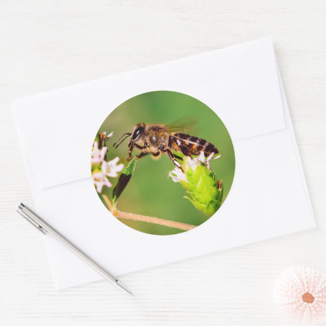 Sticker Rond Abeille de miel en action (Enveloppe)