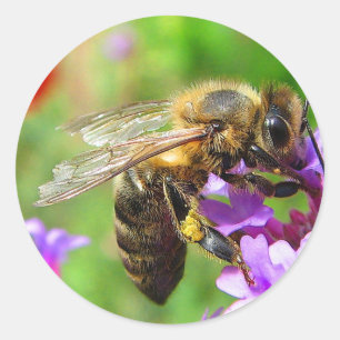Sticker Rond Abeille de miel sur Verbena