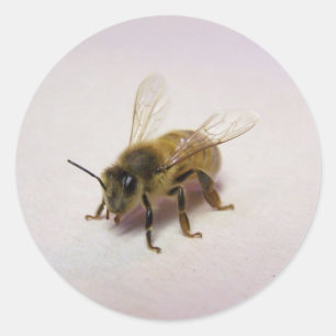 Sticker Rond abeille miel