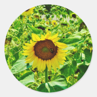 Sticker Rond Abeille sur tournesol jaune