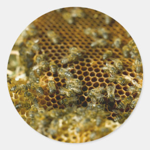 Sticker Rond Abeilles dans une ruche, Western Cape, Afrique du 